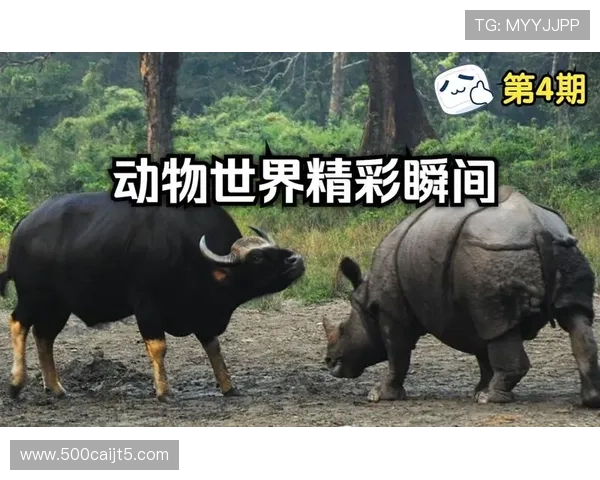 动物世界精彩瞬间与电视开奖屏的奇妙碰撞